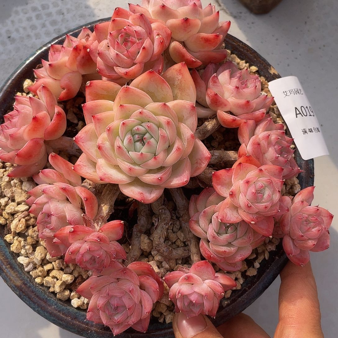 水晶玫瑰018多肉多肉