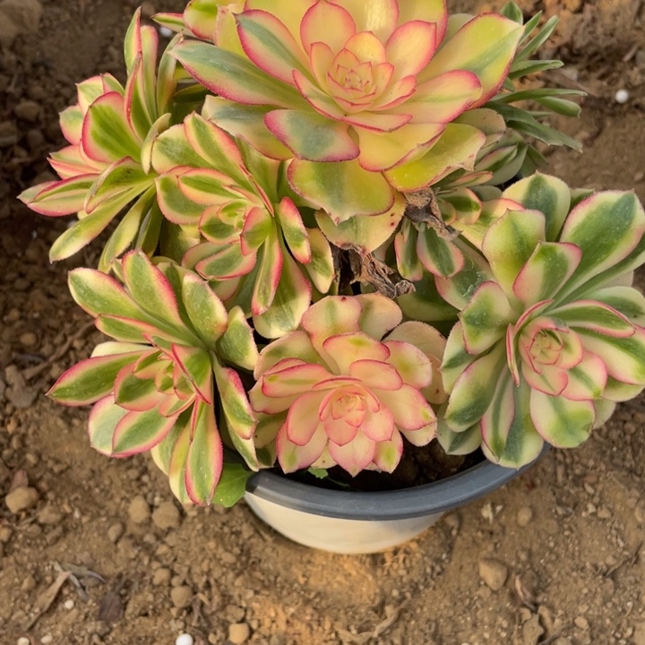 叮***当无花朵689荔枝多肉植物