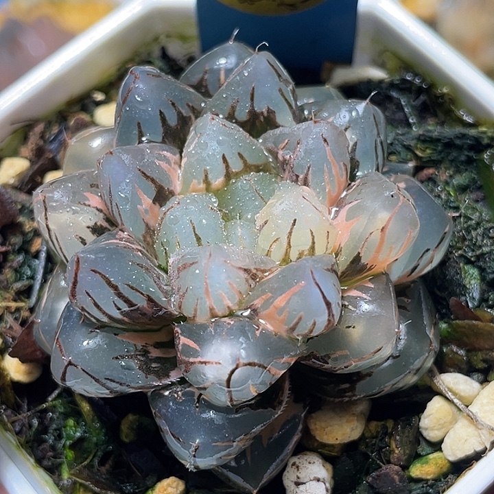 534灯芯大叶水中月锦