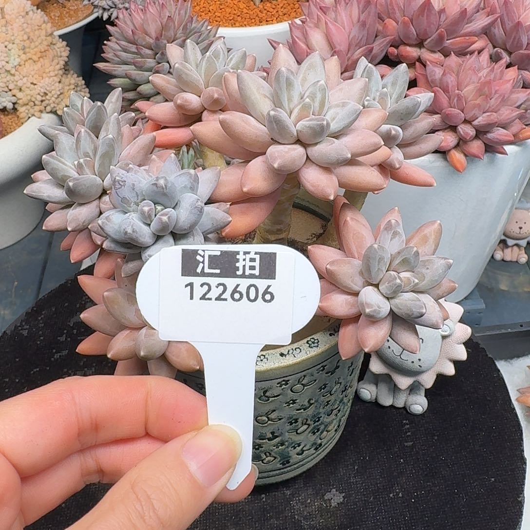 精品多肉植物122606