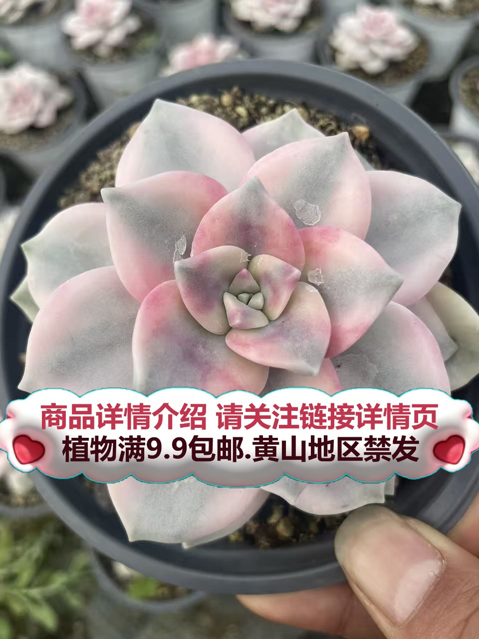 （紫乐锦）多肉要满9.9邮 多肉植物绿植吸甲醛老桩大盆吸甲醛
