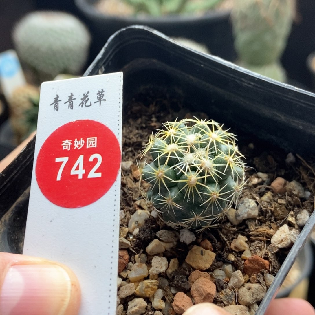 实生钢钉一棵2.3cm