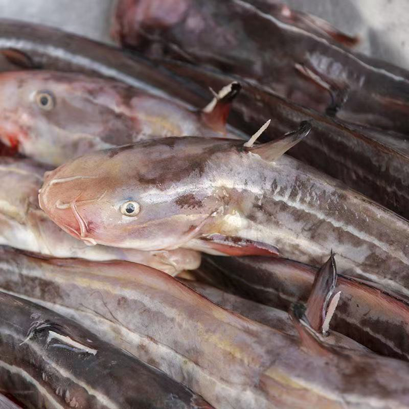 本港野生沙毛鱼速冻处理干净帮剪刺广东包邮