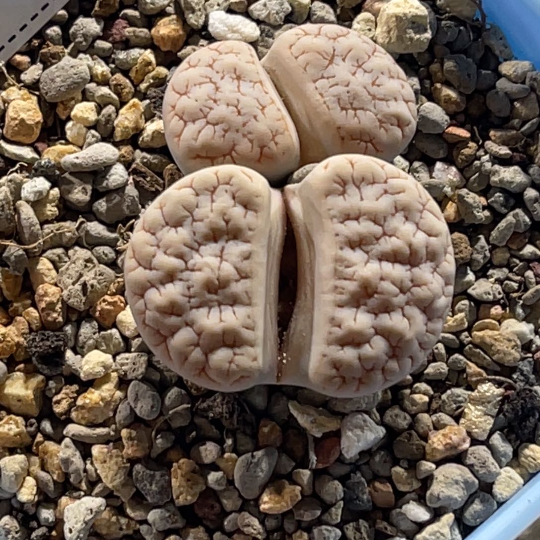 0539双头白底蜜纹374