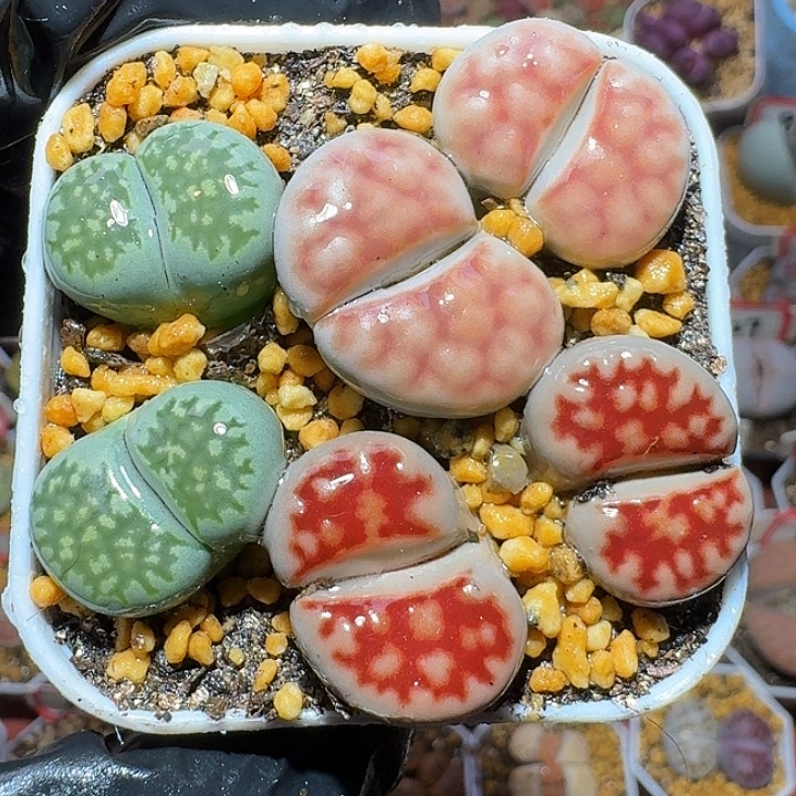 生石花122222。   190