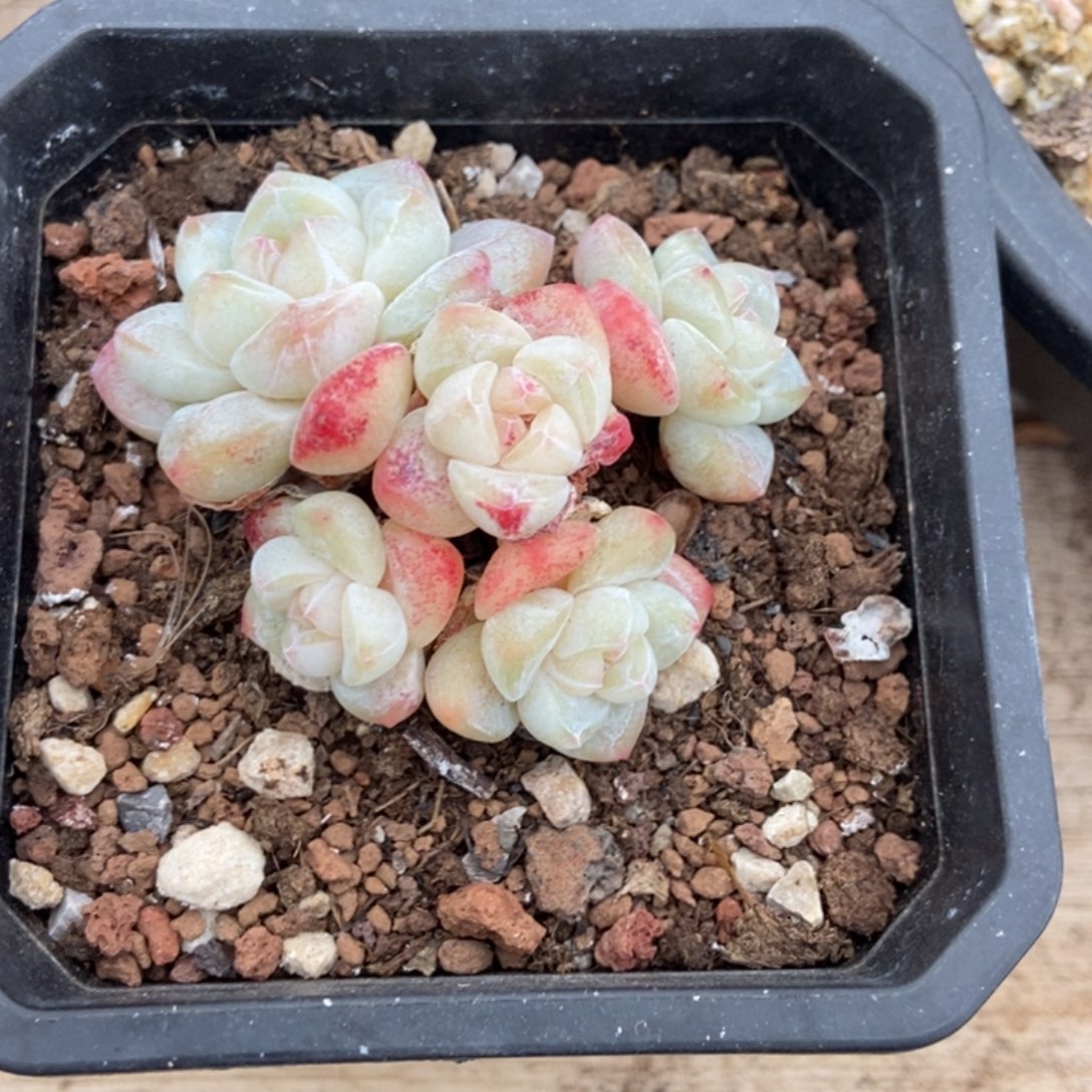 冰玉小脸透白润胖体