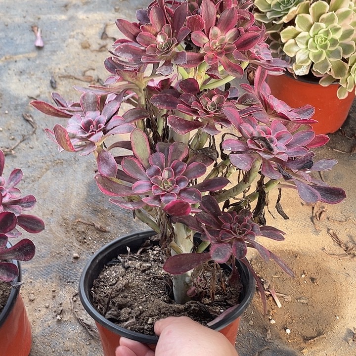 玲***姐733莉娜多肉植物福利