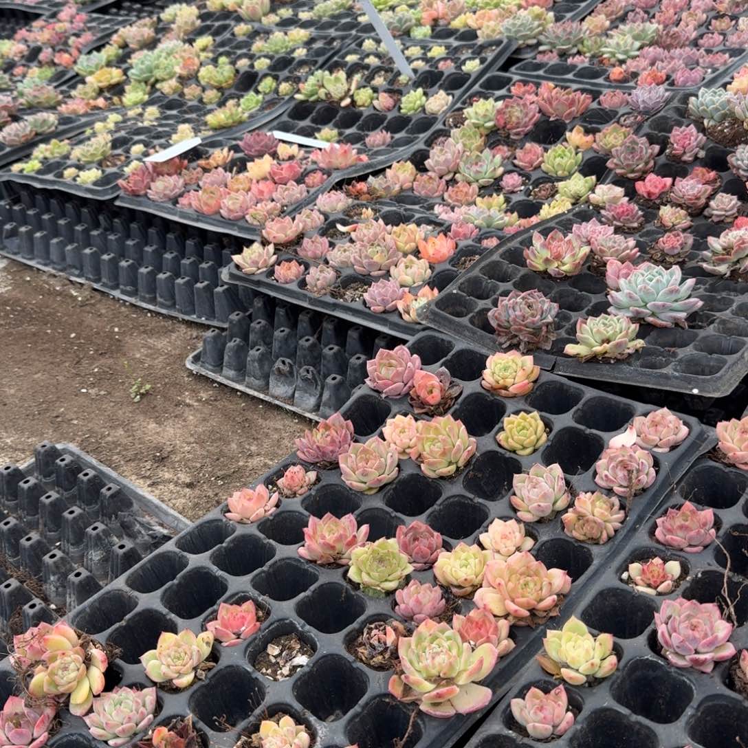 17-37黄绿+粉珍妮混合二十颗量拍左四