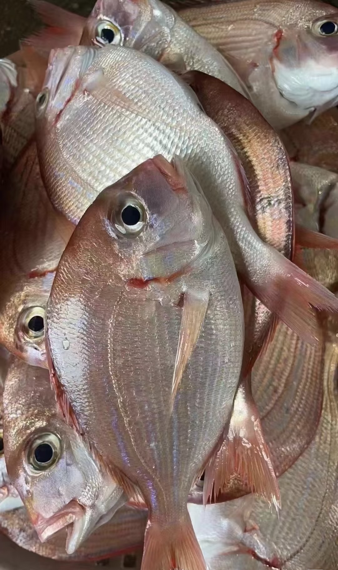 新鲜野生红立鱼 汕尾本港原产地顺丰冷链直发