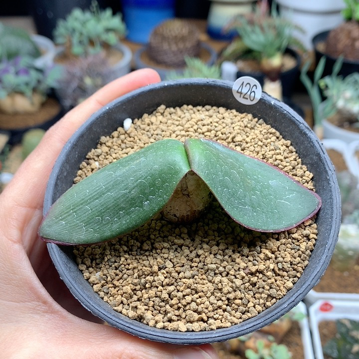 蕾丝灯台百合脱土