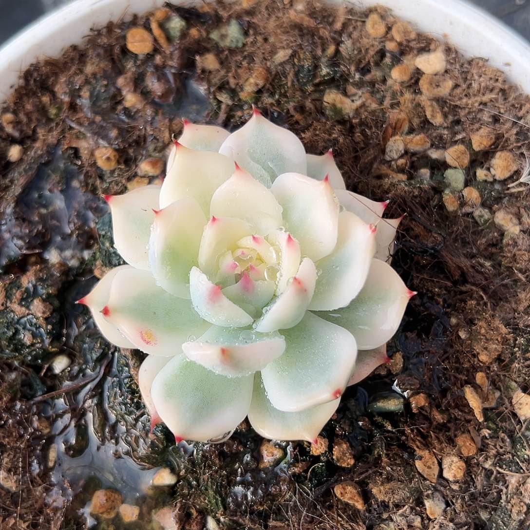 吉娃娃锦，半覆轮