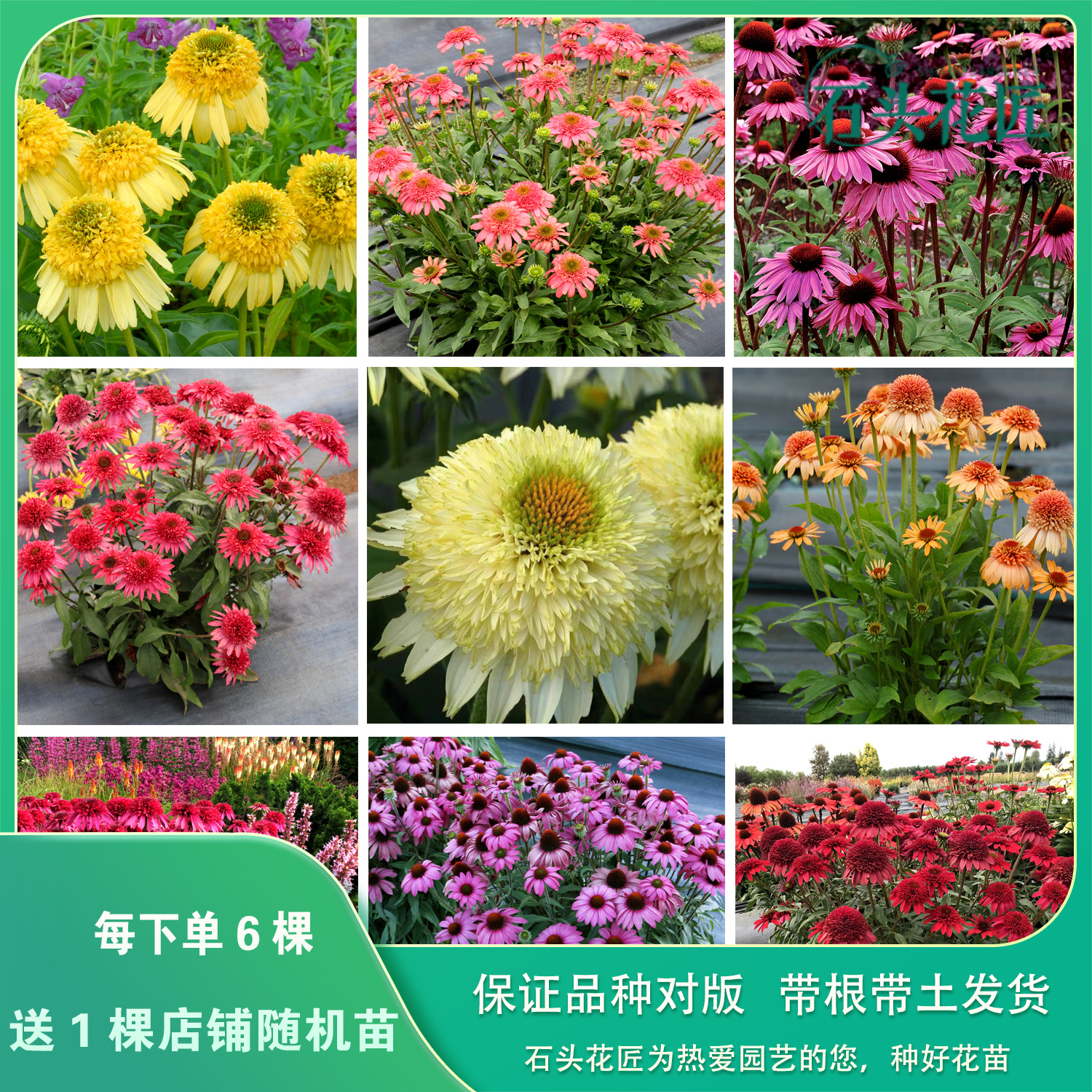 石头花匠 新品进口重瓣松果菊10个品种 耐寒耐热多年生宿根植物