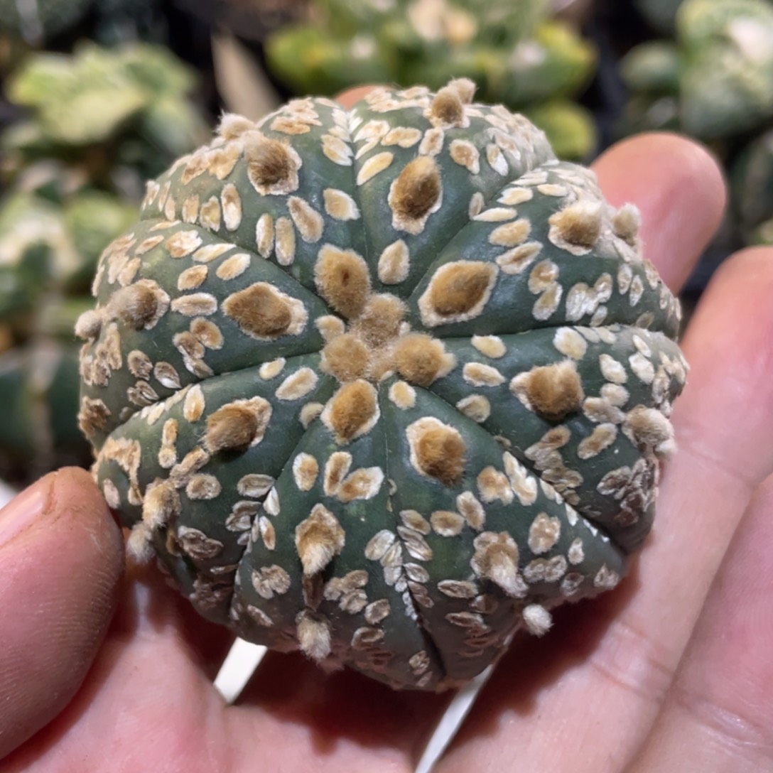 无花朵海星麦片超兜 自根
