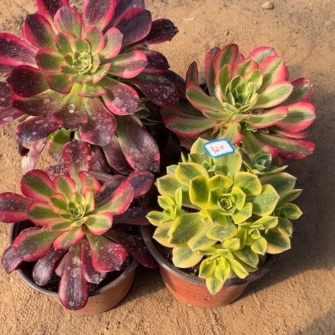 320多肉植物组合