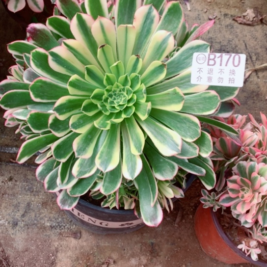 多肉植物超霞170