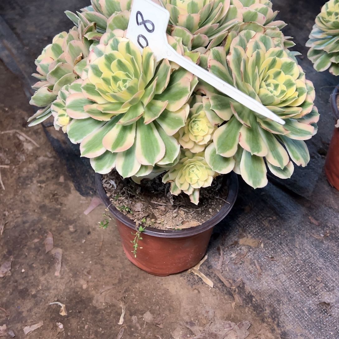 108多肉多肉多肉多肉多肉多肉多肉