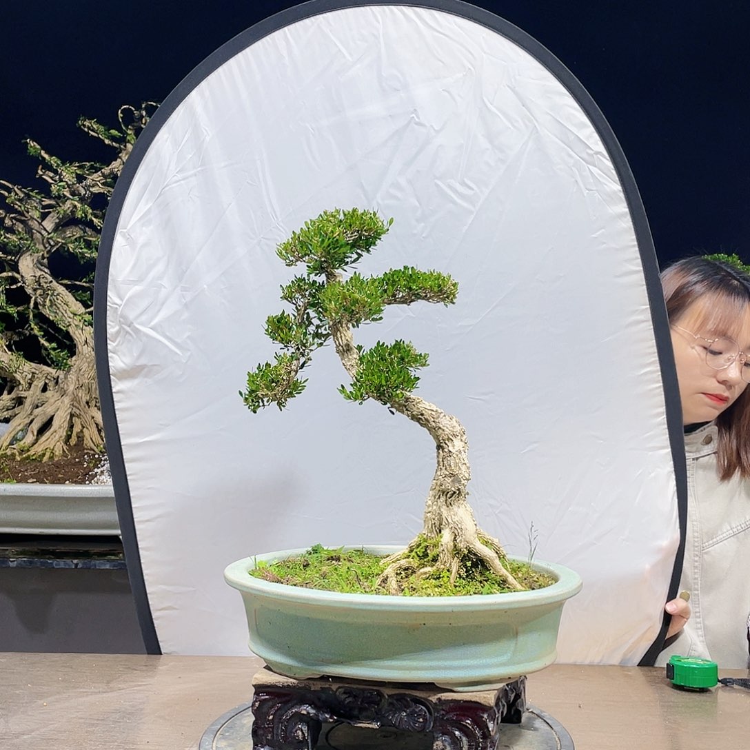 完全开放黄杨盆景四季常青