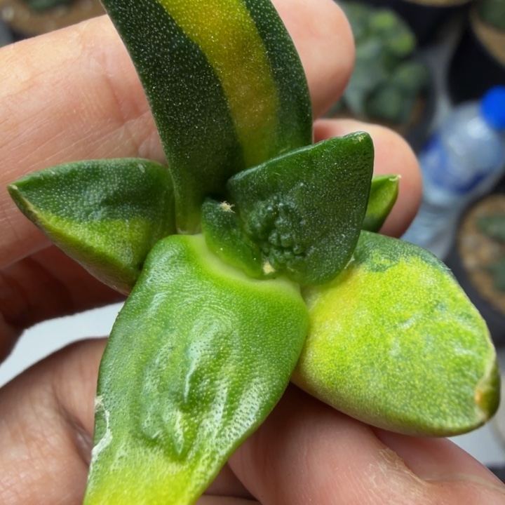 无敌前途锦外星怒家的