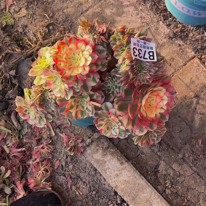 阿***雅荔枝花花30-30包邮花花