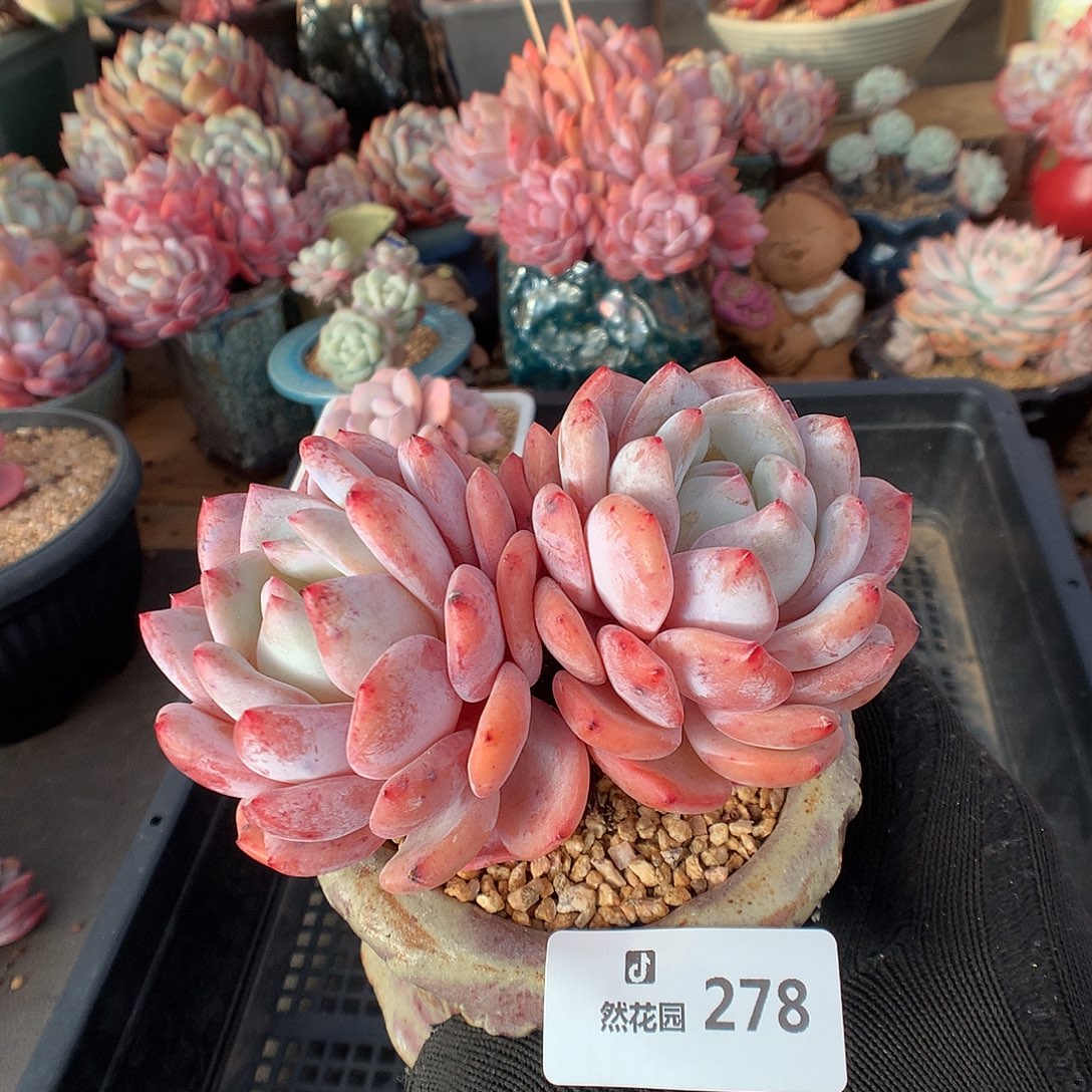 278日本雪天使多肉植物