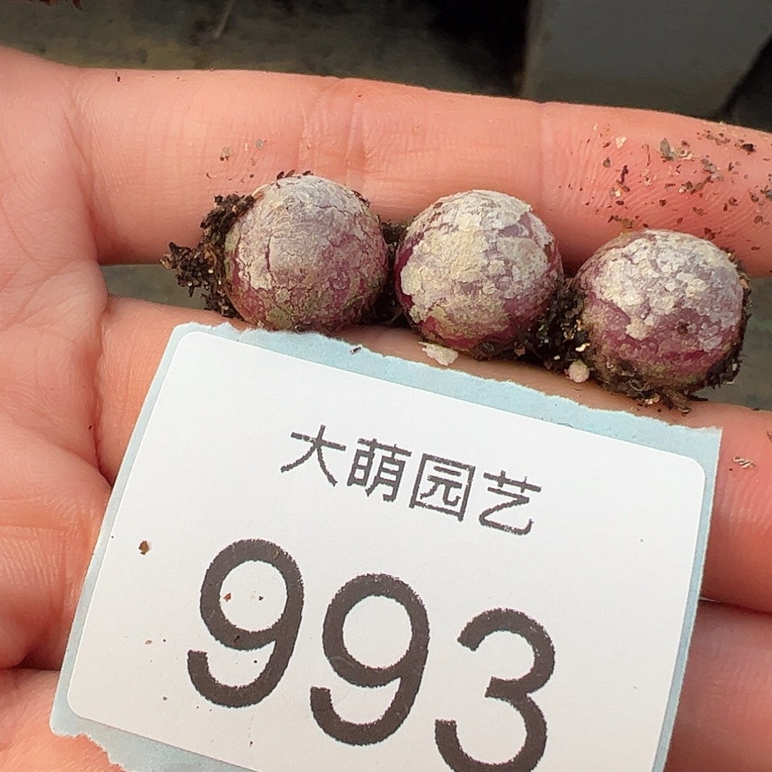 0000993量拍灯泡3颗尺寸不低于1.0