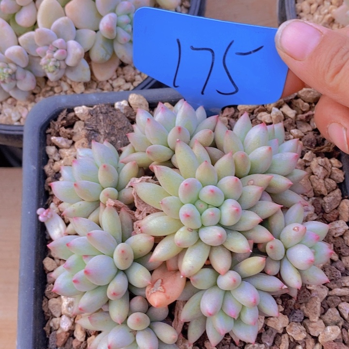 你也别来啊这一回不