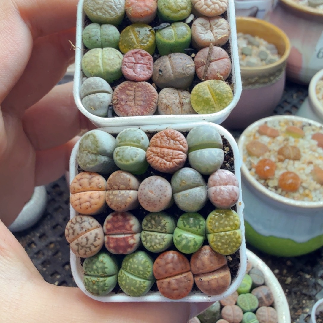 爱***返多肉植物的生长发育和730