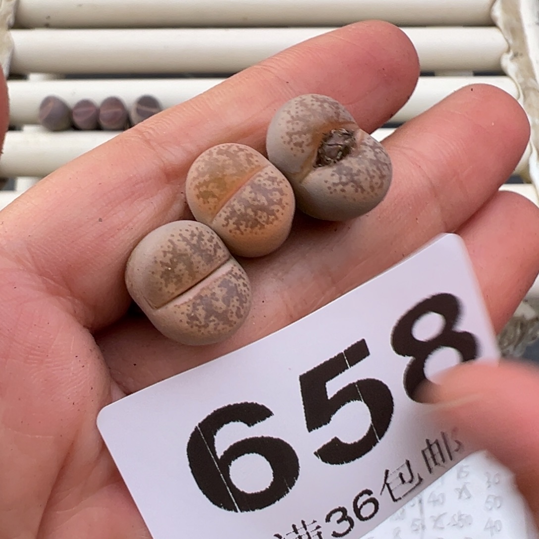 12.24好看的多肉脱土发货658