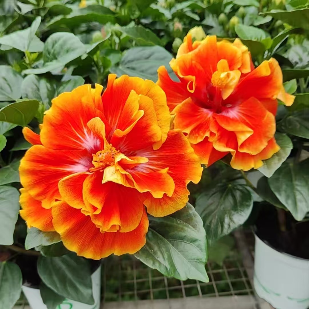 （1盆2棵）阿波罗丹麦木槿花原盆原土发货