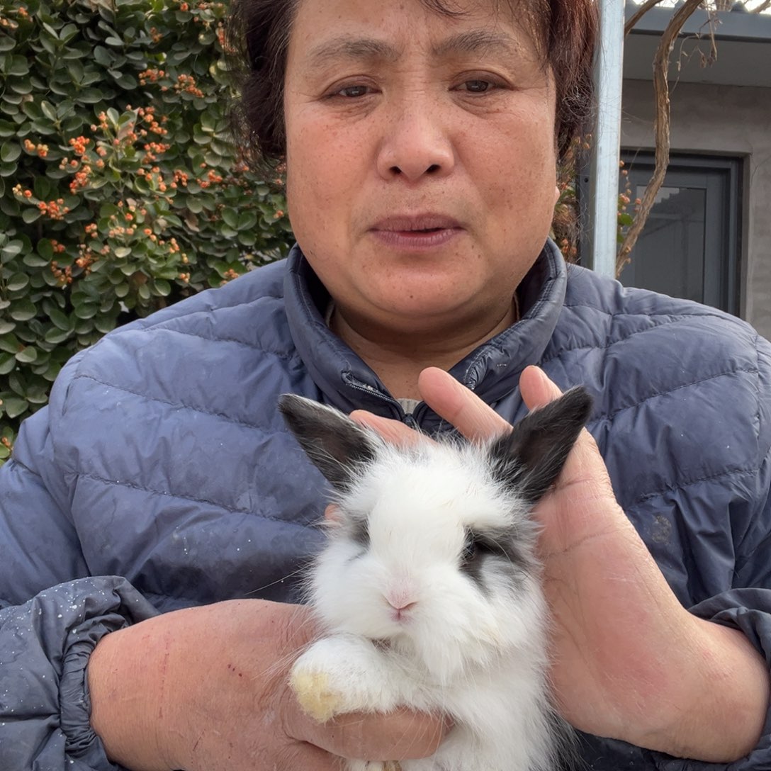 宠物兔英系安哥拉兔