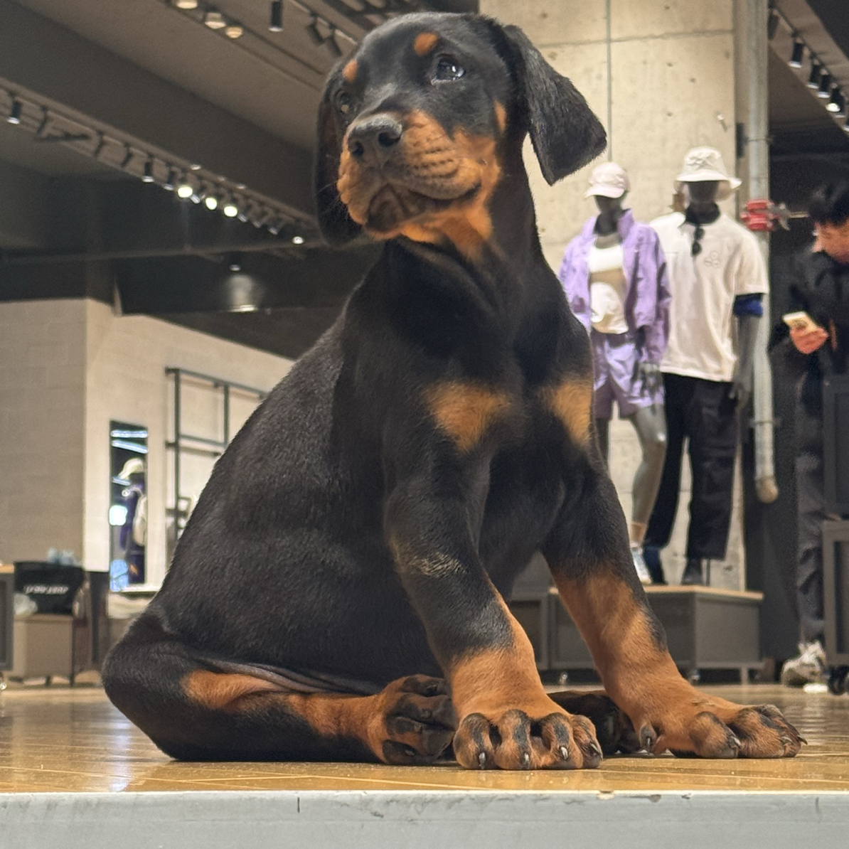 杜宾幼犬家庭陪伴犬护卫犬大型宠物