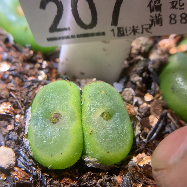 精品生生花29.207