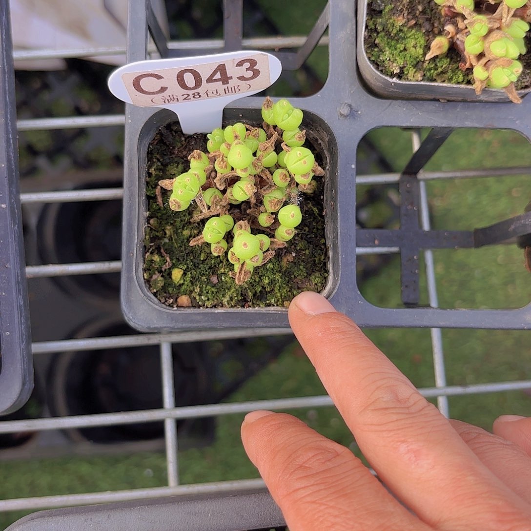 C043短耳兔一物一拍