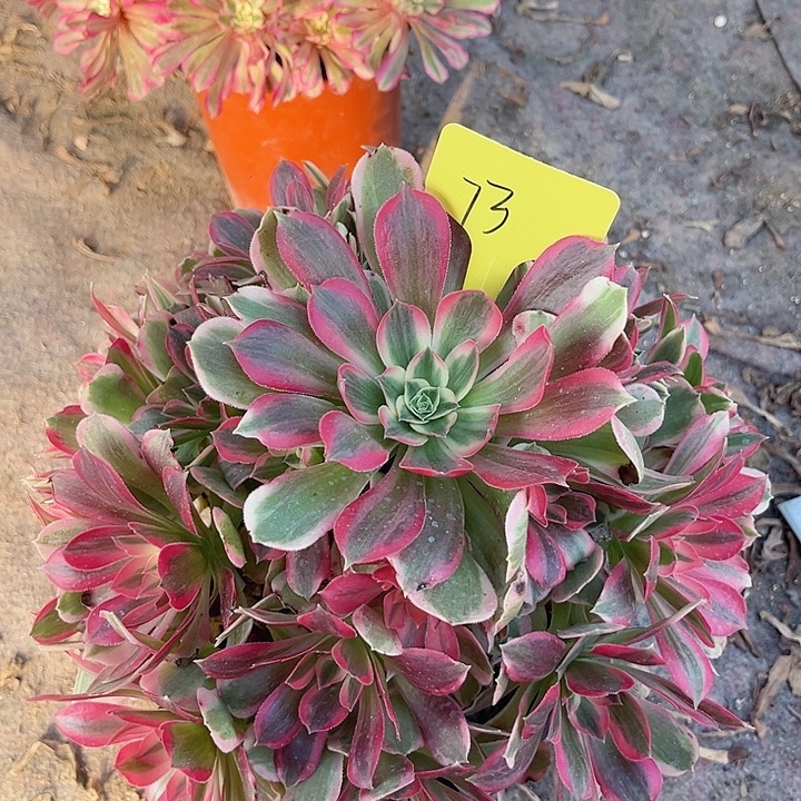 73一颗男神法师多肉