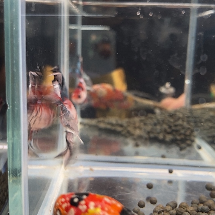 斗鱼黑232号巨丢将军