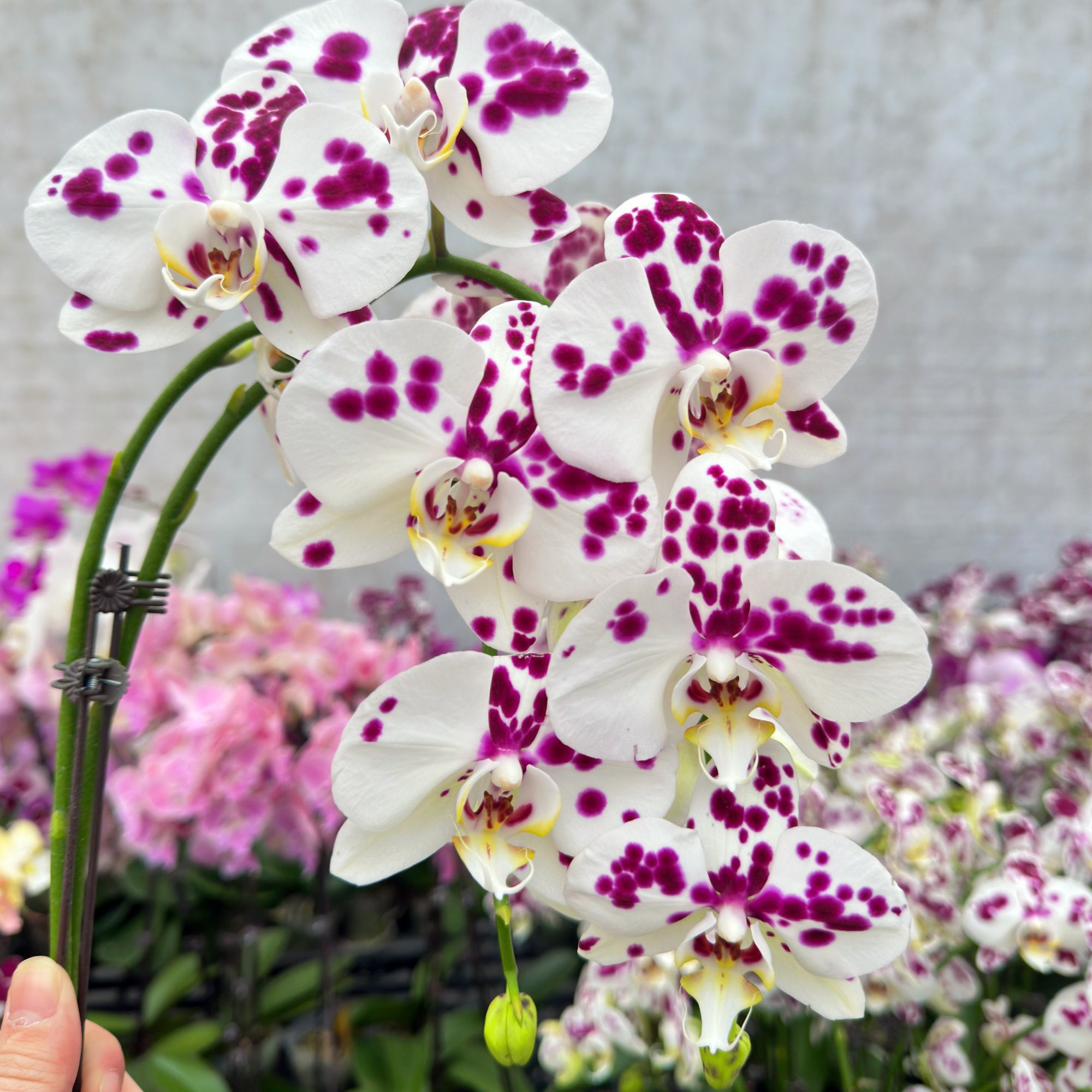 蝴蝶兰【乳牛】稀有品种好养蝴蝶兰鲜花室内送礼花卉四季好养