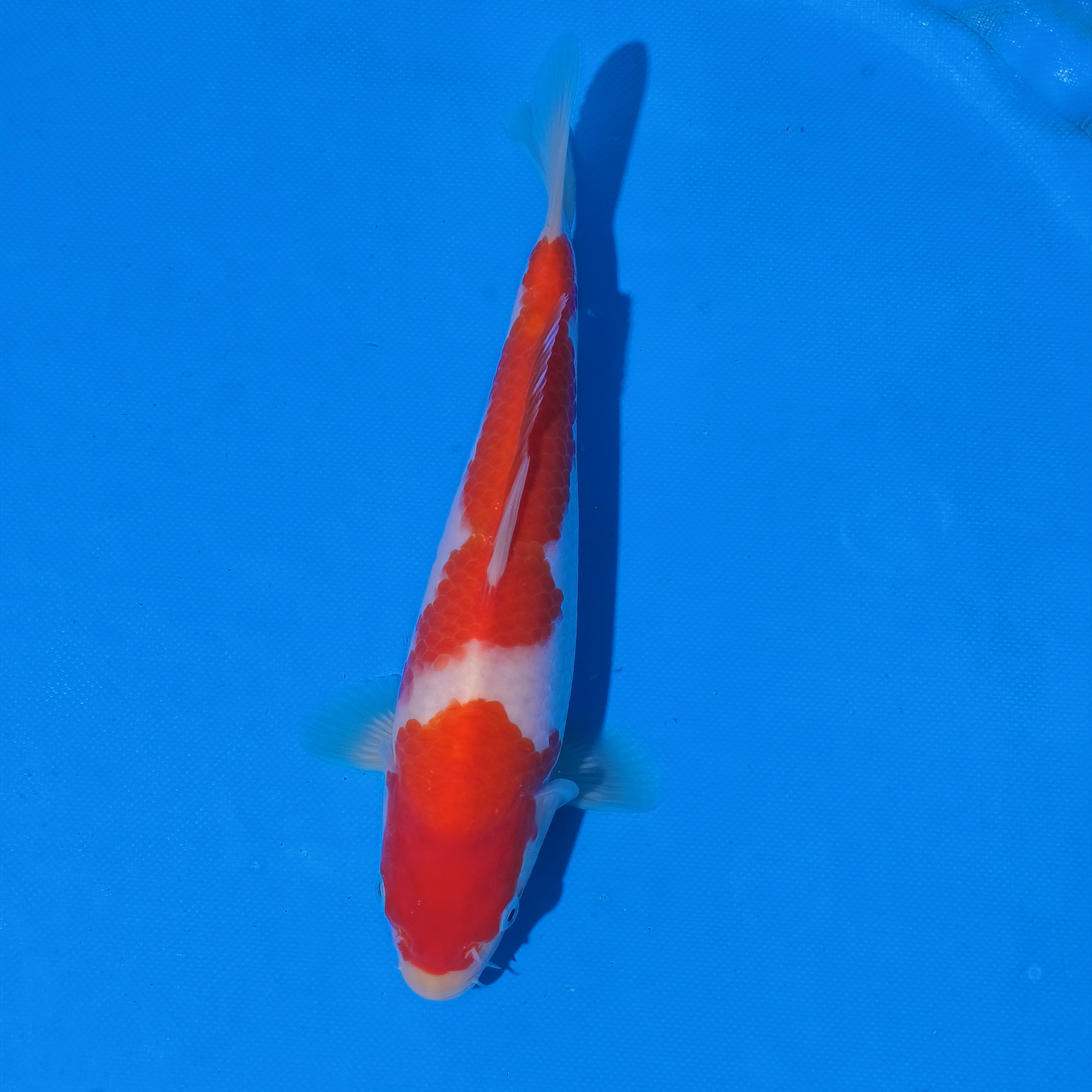 小锦润锦鲤（手术过，26cm红白）锦鲤观赏活体红白大正昭和