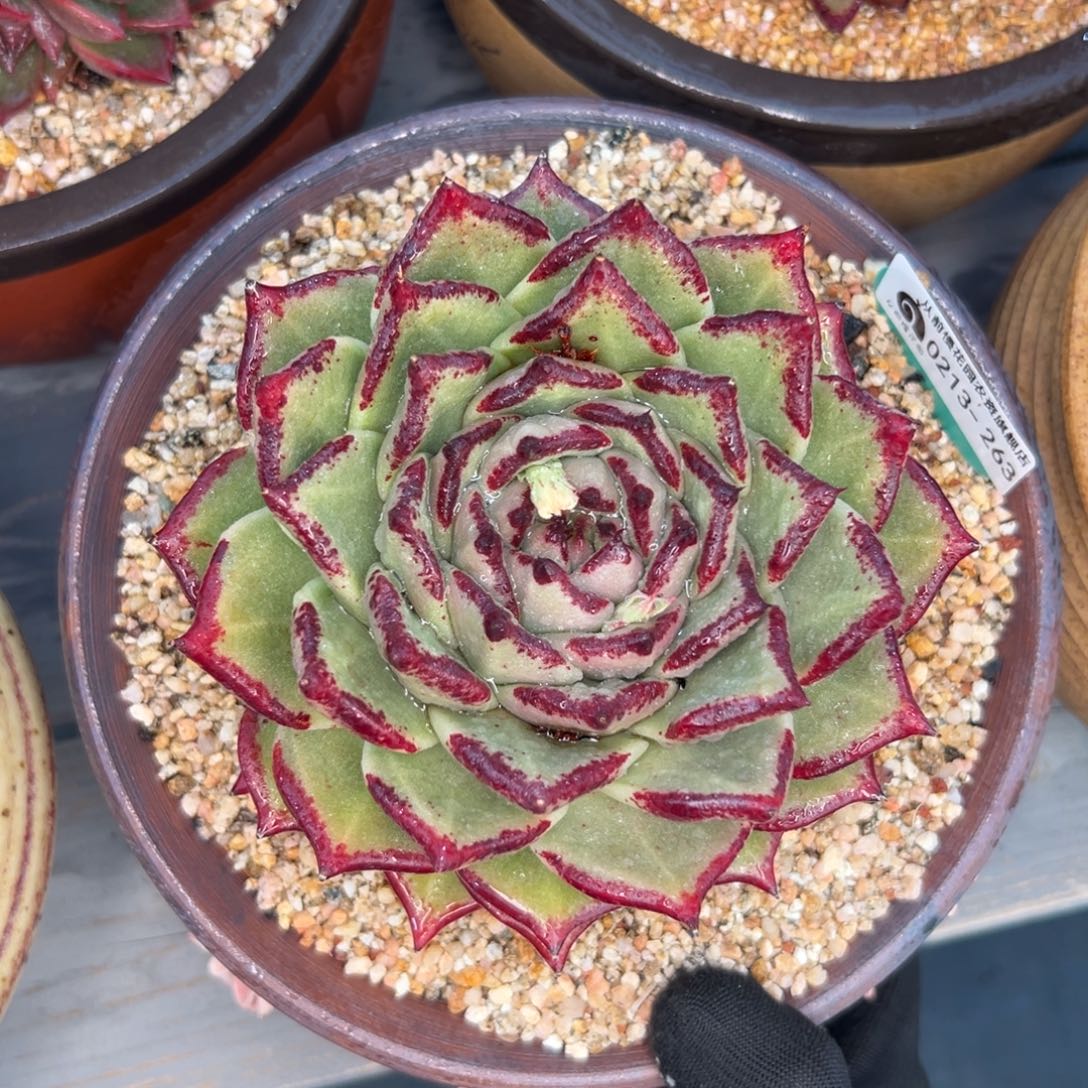 多肉一物一拍0216-263