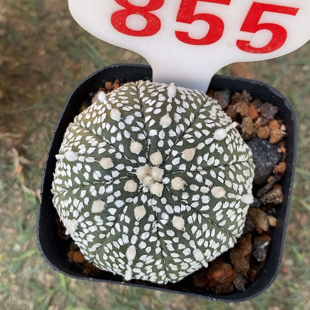 855奇迹兜系列福利来