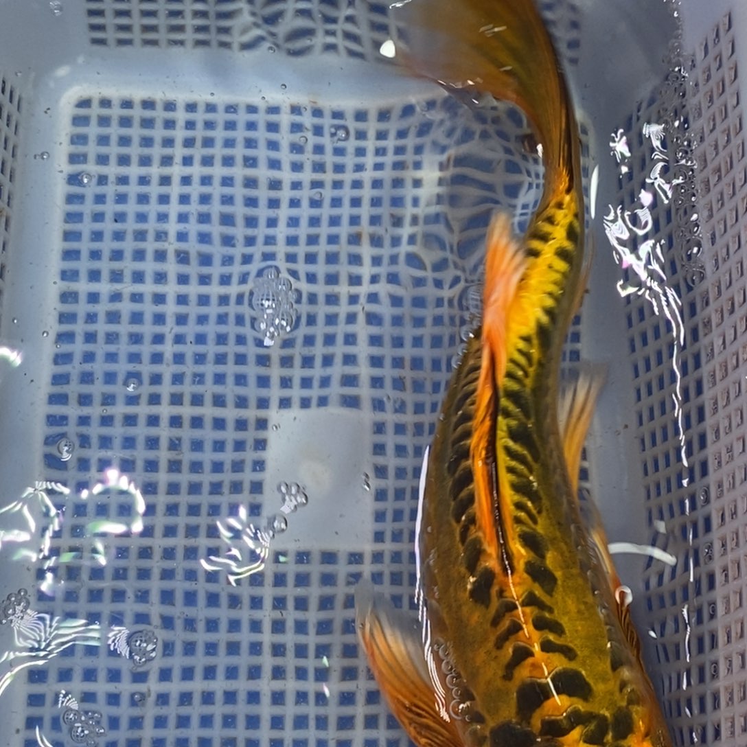 锦鲤冷水锦鲤包邮