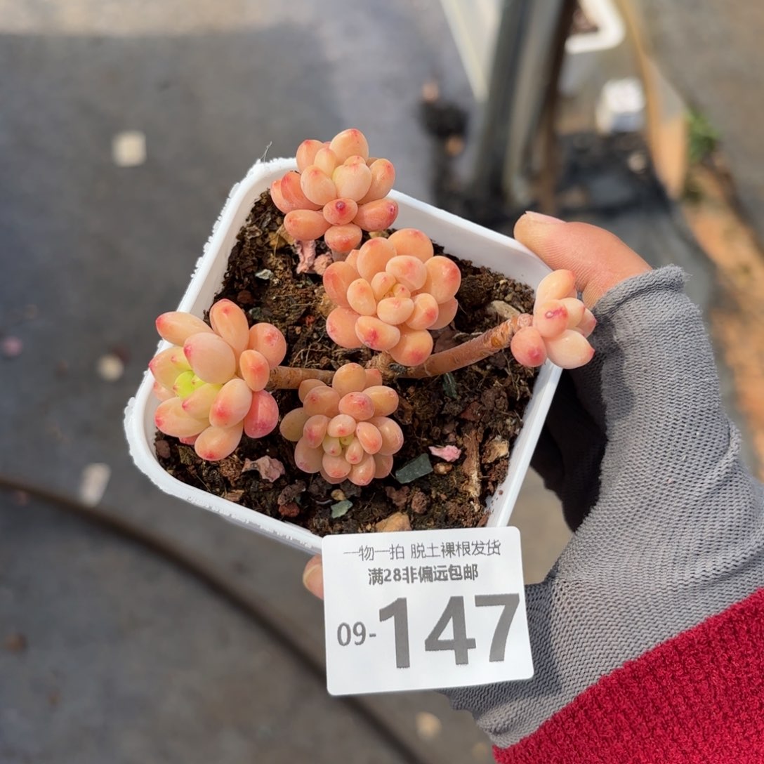 香格里拉老桩多肉多肉