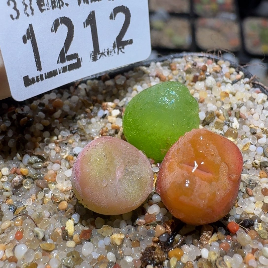 zzzz精品生石花肉锥1212