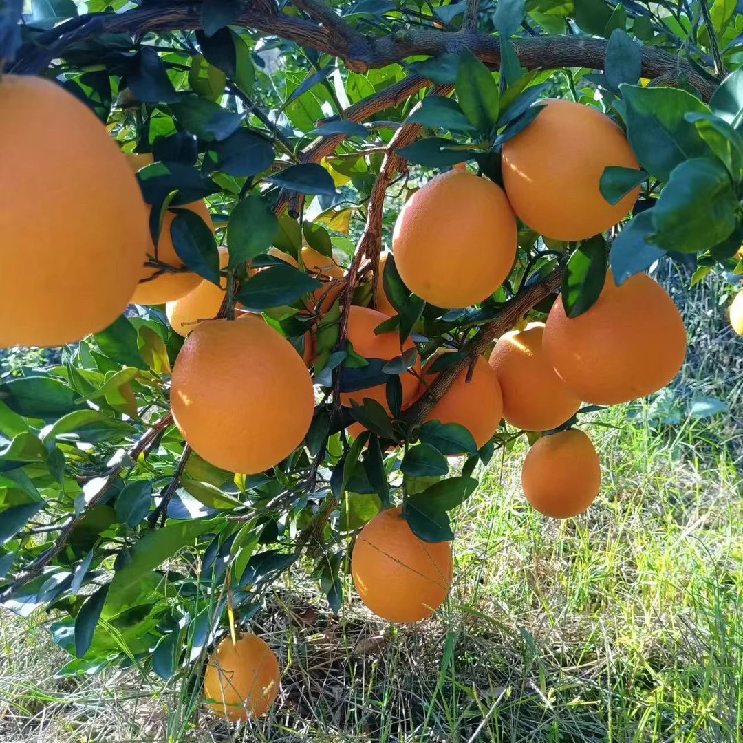 辰溪高山脐橙(新鲜多汁)