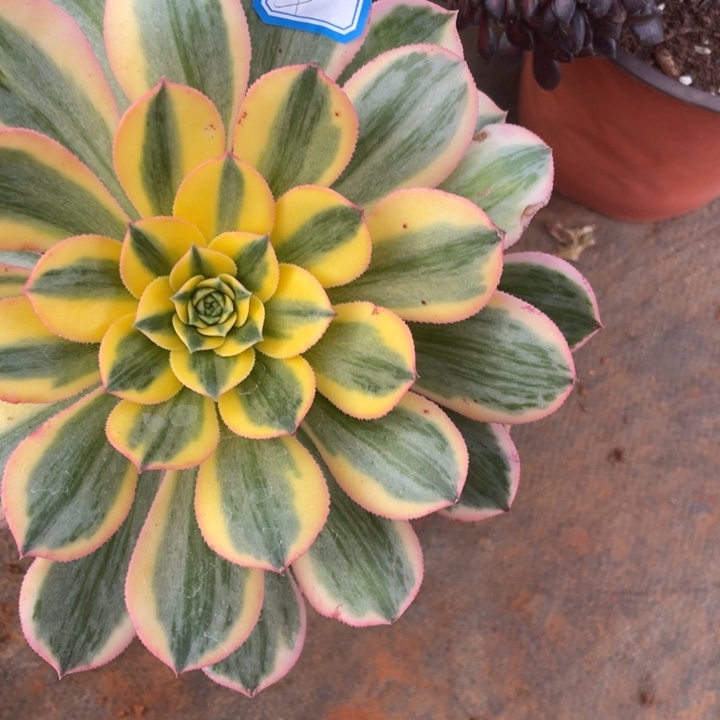 4灿烂法师锦锦锦锦