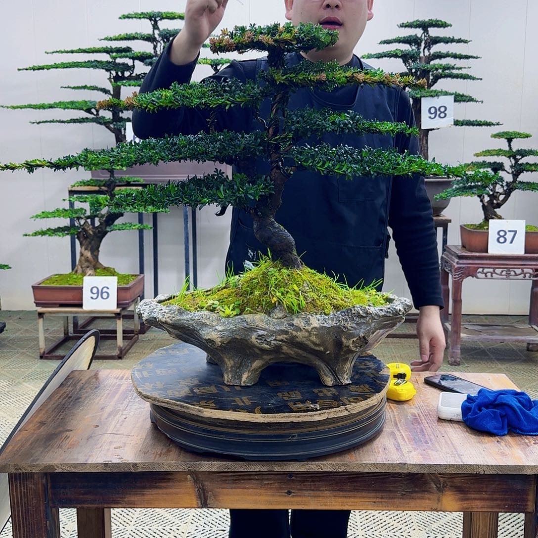 无花朵珍珠红芽罗汉松造型盆景
