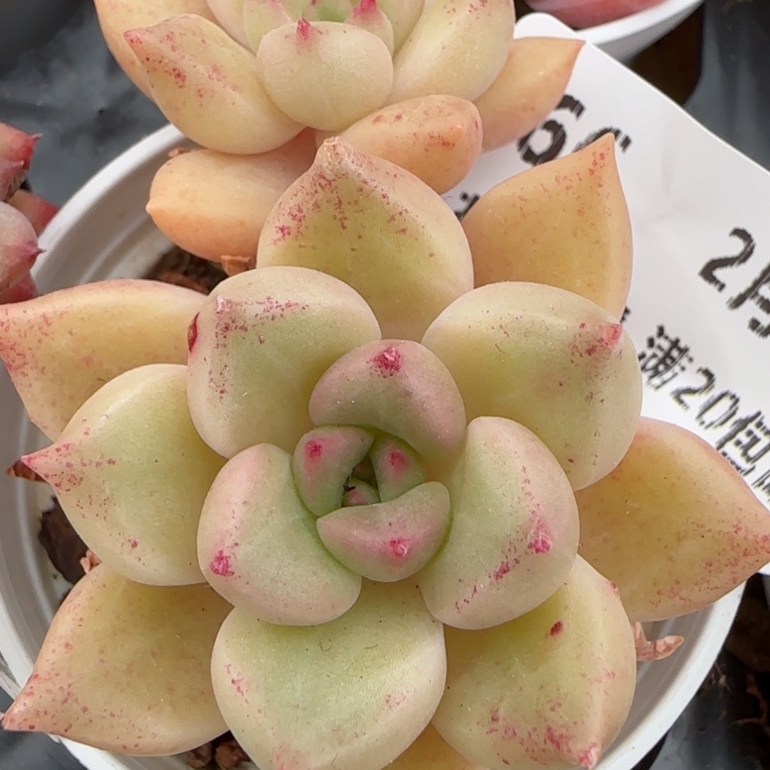 花语逸镜0208-66璀璨