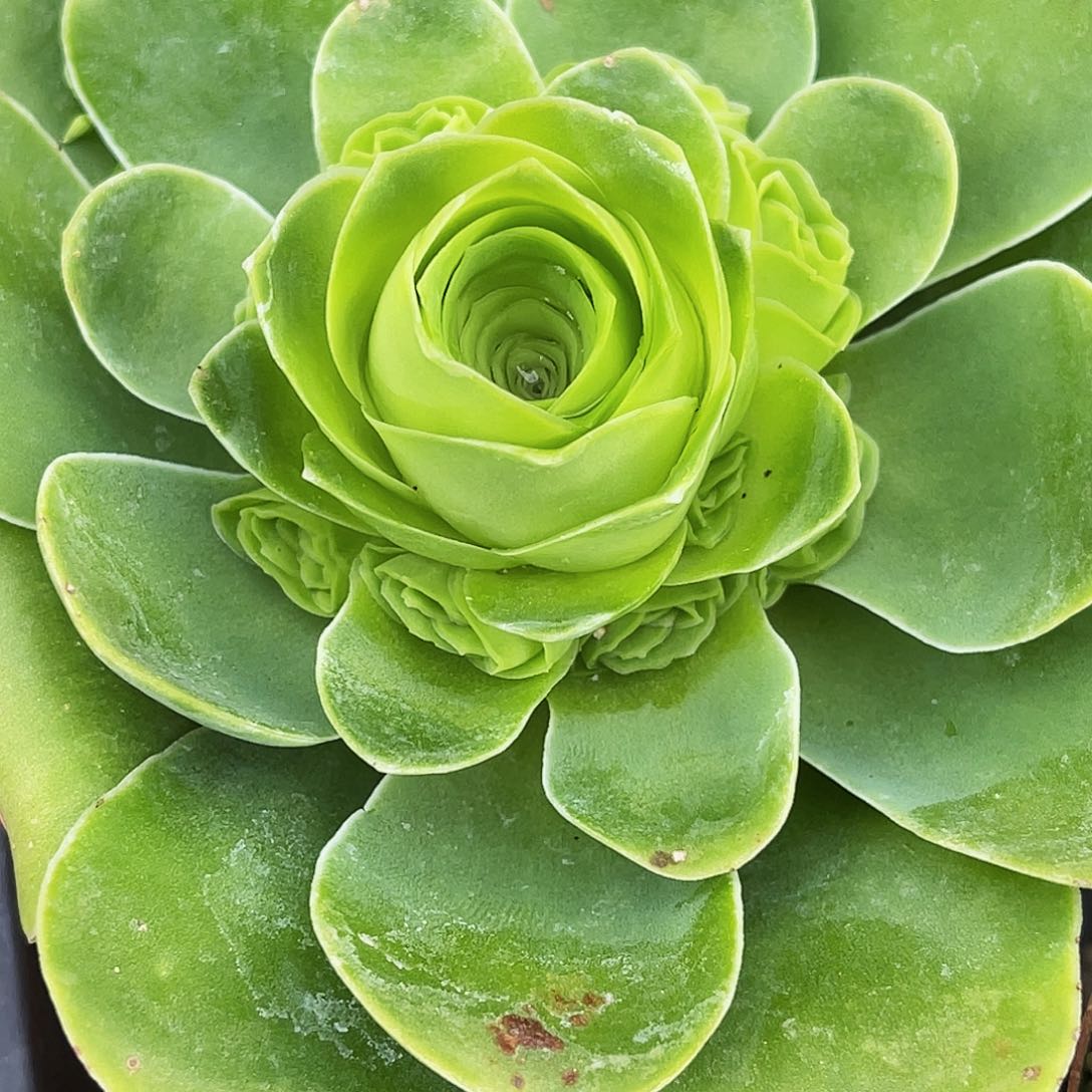 黄金帕尔马手捧花 非偏远包邮