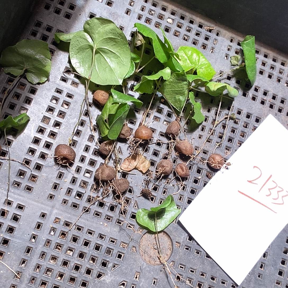 21333。 一颗南非龟甲龙。  