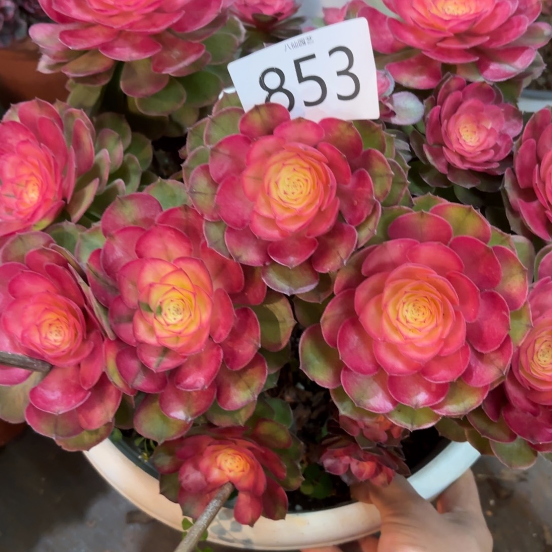 用***0853多肉植物荔枝特价不包断枝