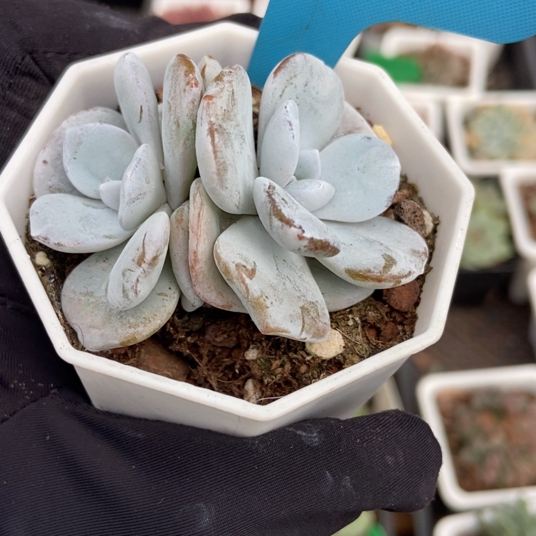 19雪莲多肉植物精华
